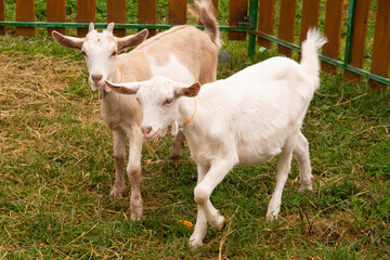 Obraz premium White goats in a meadow of a goat farm. White goats
