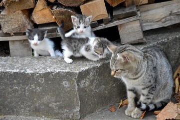 cat and small colorful kittens