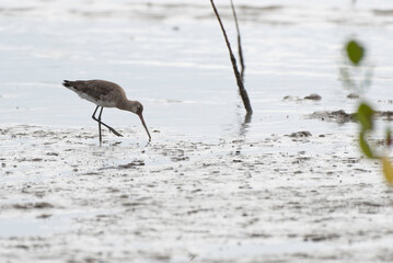 Black-tailed Godwit feeding on tidal flats