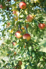 apples on tree