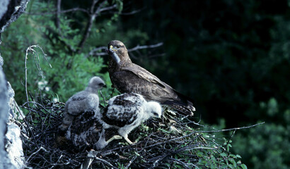 Common buzzard (Buteo buteo) Poiana comune