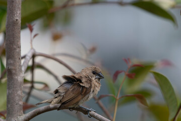 Spice Finch