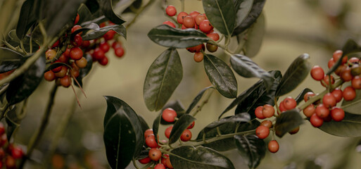 Holly - Ilex aquifolium