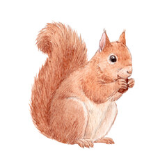 Beautiful stock illustration with hand drawn watercolor wild squirrel animal.