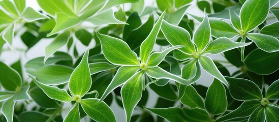 Detailed view of Japonica Spider Web plant leaves With copyspace for text