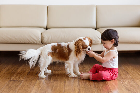 Baby girl sharing biscuit with dog cavalier king Charles spaniel