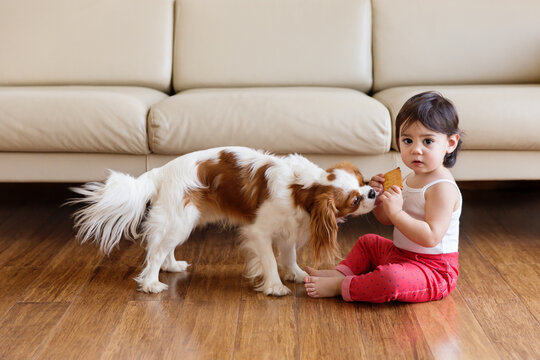 Dog cavalier king Charles spaniel trying to steal biscuit from baby girl