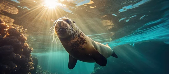 Fototapeten A stunning photo of a Baja California sea lion basking in the sun © 2rogan