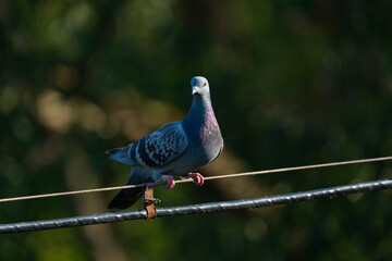 a blue pigeon is sitting on the wires of a power line, close-up