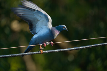 a blue pigeon is sitting on the wires of a power line, close-up