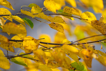 birch branches with yellow autumn leaves on a blue sky background