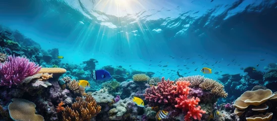  Stunning wide angle photos of healthy coral reefs with amazing diversity and abundant marine life from Indonesia s tropical waters With copyspace for text © 2rogan