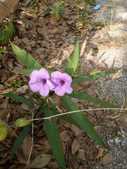 flowers in the garden