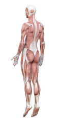 全身が筋肉解剖図の3Dモデルの男性  全身斜め後ろ姿のイラスト