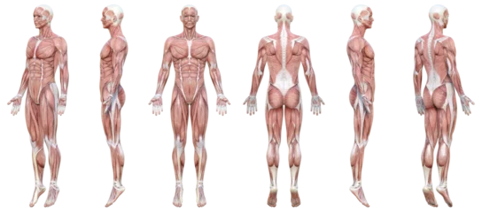 Fotobehang 全身が筋肉の3Dモデル男性の正面と横向き 斜め前後 後ろ向きのイラストセット 6ポーズ © きょうこ あしたば