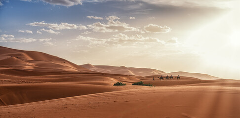 Fototapeta na wymiar Camel caravan with people going through the sand dunes in the Sahara Desert. Morocco, Africa.