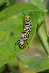 Monarch butterfly caterpillar on a milkweed plant on a summer day in Minnesota, USA

