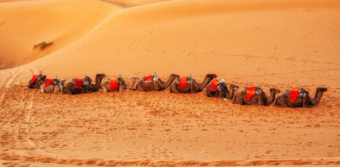 Camel caravan rest on Moroccan red sand in desert