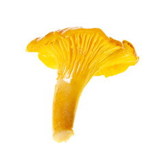 Yellow chanterelle mushrooms isolated on white background