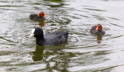 Duck with ducklings swim in the pond. Close-up