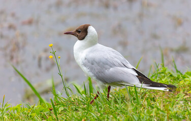 Portrait of a seagull outdoors in summer