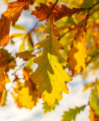 Golden leaves on an oak tree in autumn