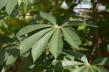 キャッサバ　葉模様