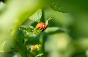 Colorado beetle on potato leaves. Nature