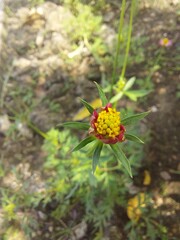 flower bud in the garden