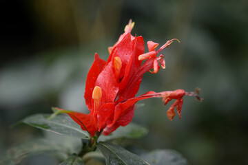 リュエリア・コロラタ