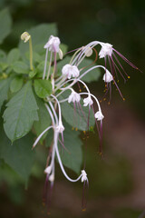ロテカ・インキサ