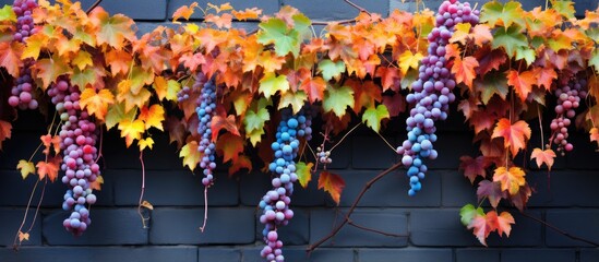 Ivy plants with sticky tendrils cling to a concrete wall Sidewalk has fallen leaves and some orange yellow purple berries With copyspace for text