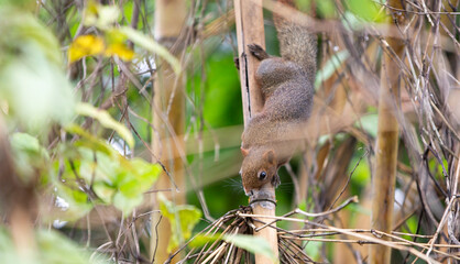 Squirrel on a leaf in the rainforest 