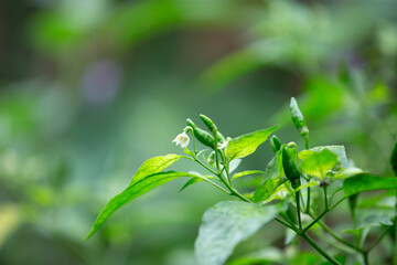 Bird's Eye Chilli in garden