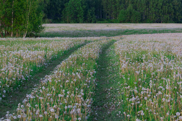 Rural road through a field