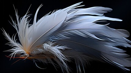 Obraz premium Bird feathers. Realistic feathers. 