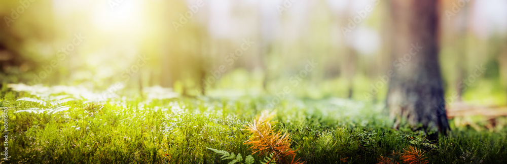 Poster summer forest panorama