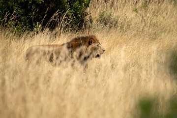 Adult male lion among the grasses of the savanna with the last lights of the afternoon