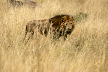 Adult male lion in the African savannah among tall grasses at first light in the evening