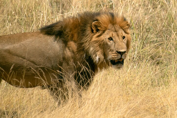 Adult male lion in the African savannah among tall grasses at first light in the evening