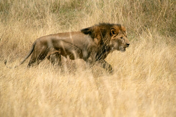 Adult male lion in the African savannah among tall grasses at first light in the evening