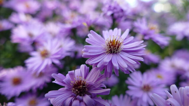 Close up of purple flowers (Aster amellus) macro shot of lilac garden flowers blossoming, nature background