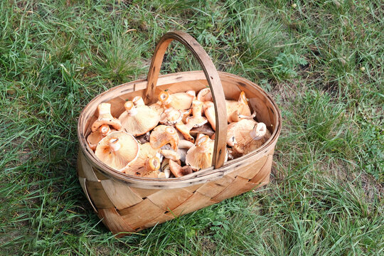 Basket with mushrooms. Boletus,  milk mushroom, saffron milk cap. Autumn harvest organic - concept. Beautiful background.