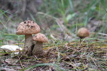 Mushrooms in the forest. Close-up of a growing mushroom. Beautiful autumn landscape. Natural product. Boletus, porcini mushroom.