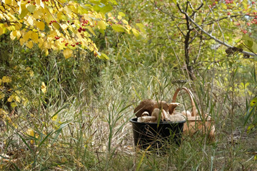 Basket with mushrooms in the forest. Beautiful picturesque background of yellow trees with leaves. Autumn harvest organic - concept.