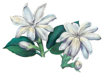 Botanical watercolor illustration. White jasmine flower