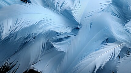 Fototapeta na wymiar Bird feathers. Realistic feathers. 