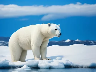 Foto op Canvas Polar bear background © Ahsan