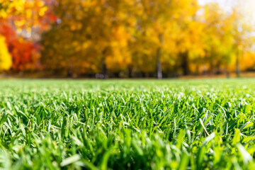 Autumn season, lawn mowing in the garden.
