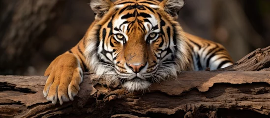 Zelfklevend Fotobehang Bengal tiger resting at Jim Corbett park With copyspace for text © 2rogan